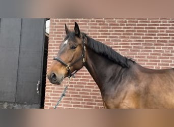 KWPN, Ruin, 6 Jaar, 169 cm, Brauner