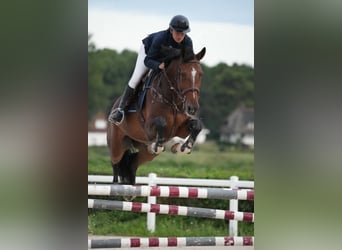 KWPN, Ruin, 6 Jaar, 169 cm, Bruin