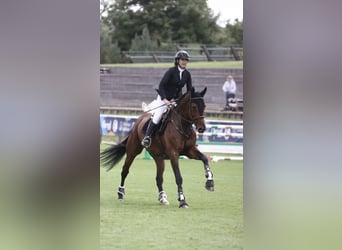KWPN, Ruin, 6 Jaar, 169 cm, Bruin