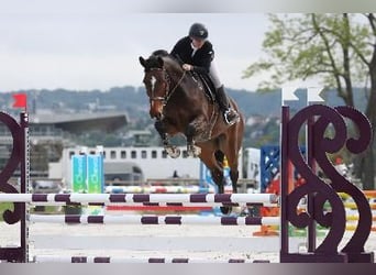 KWPN, Ruin, 6 Jaar, 169 cm, Bruin