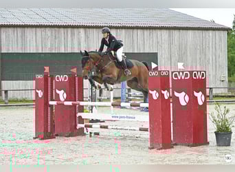 KWPN, Ruin, 6 Jaar, 169 cm, Bruin