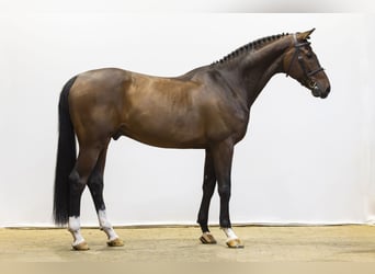 KWPN, Ruin, 6 Jaar, 169 cm, Bruin