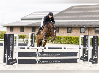 KWPN, Ruin, 6 Jaar, 169 cm, Bruin