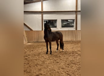 KWPN, Ruin, 6 Jaar, 169 cm, Donkerbruin