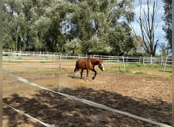 KWPN, Ruin, 6 Jaar, 169 cm, Vos