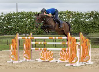 KWPN, Ruin, 6 Jaar, 170 cm, Brauner