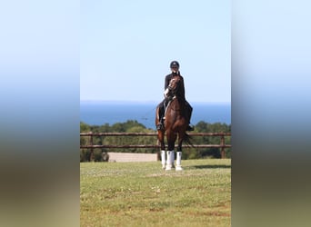 KWPN, Ruin, 6 Jaar, 170 cm, Bruin