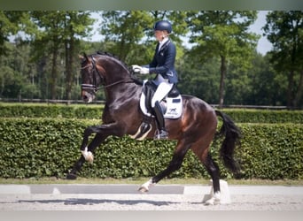 KWPN, Ruin, 6 Jaar, 170 cm, Bruin