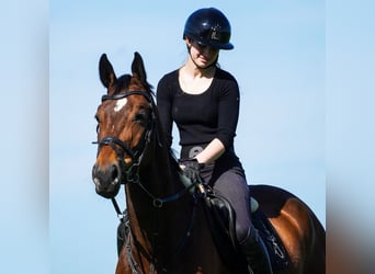 KWPN, Ruin, 6 Jaar, 170 cm, Bruin