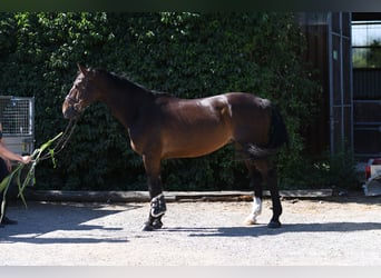KWPN, Ruin, 6 Jaar, 170 cm, Bruin