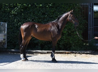 KWPN, Ruin, 6 Jaar, 170 cm, Bruin