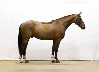 KWPN, Ruin, 6 Jaar, 170 cm, Bruin