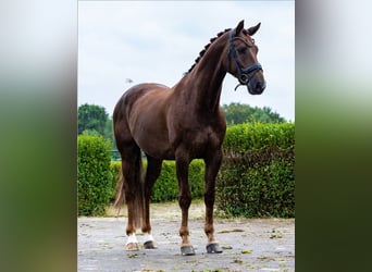 KWPN, Ruin, 6 Jaar, 170 cm, Donkere-vos