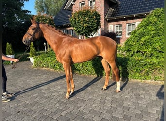 KWPN, Ruin, 6 Jaar, 170 cm, Vos