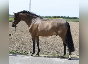 KWPN, Ruin, 6 Jaar, 171 cm, Donkerbruin
