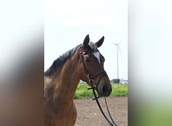 KWPN, Ruin, 6 Jaar, 171 cm, Donkerbruin