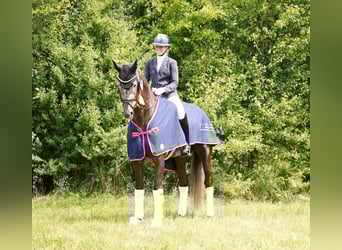 KWPN, Ruin, 6 Jaar, 171 cm, Schimmel
