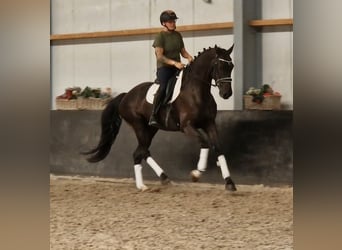 KWPN, Ruin, 6 Jaar, 171 cm, Zwart