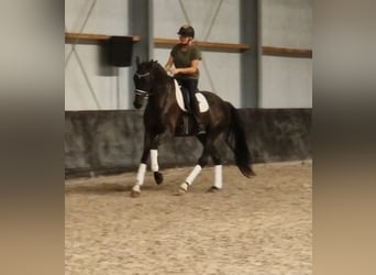 KWPN, Ruin, 6 Jaar, 171 cm, Zwart