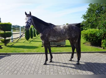 KWPN, Ruin, 6 Jaar, 172 cm, Appelschimmel