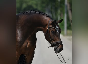 KWPN, Ruin, 6 Jaar, 172 cm, Donkerbruin