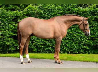 KWPN, Ruin, 6 Jaar, 172 cm, Donkere-vos