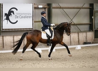 KWPN, Ruin, 6 Jaar, 172 cm, Roodbruin