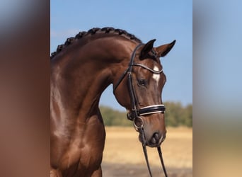 KWPN, Ruin, 6 Jaar, 172 cm, Roodbruin