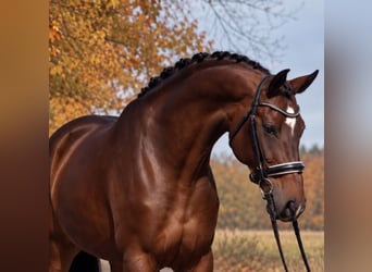 KWPN, Ruin, 6 Jaar, 172 cm, Roodbruin