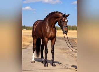KWPN, Ruin, 6 Jaar, 172 cm, Roodbruin