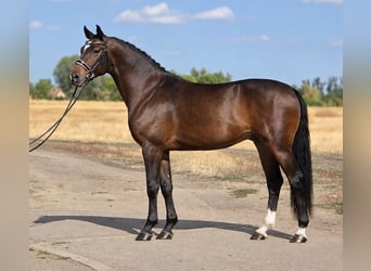 KWPN, Ruin, 6 Jaar, 172 cm, Roodbruin