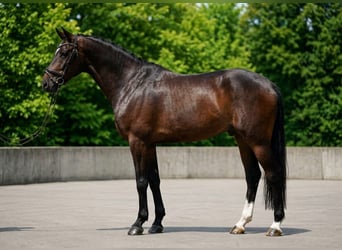 KWPN, Ruin, 6 Jaar, 172 cm, Roodbruin