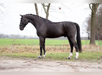 KWPN, Ruin, 6 Jaar, 172 cm, Zwart