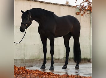 KWPN, Ruin, 6 Jaar, 172 cm, Zwartbruin