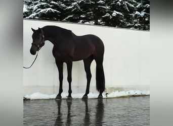 KWPN, Ruin, 6 Jaar, 173 cm, Donkerbruin