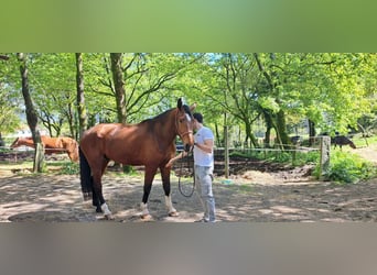 KWPN, Ruin, 6 Jaar, 173 cm, Donkerbruin