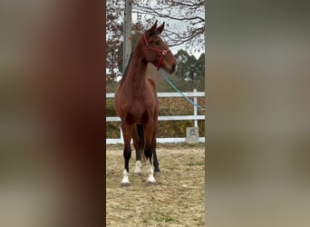 KWPN, Ruin, 6 Jaar, 173 cm, Donkerbruin
