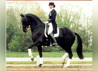 KWPN, Ruin, 6 Jaar, 173 cm, Donkerbruin