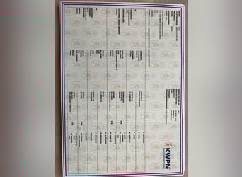 KWPN, Ruin, 6 Jaar, 175 cm, Roodbruin