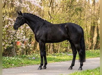 KWPN, Ruin, 6 Jaar, 175 cm, Zwart