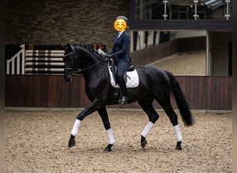 KWPN, Ruin, 6 Jaar, 175 cm, Zwart