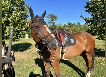 KWPN, Ruin, 6 Jaar, 176 cm, Bruin