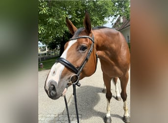 KWPN, Ruin, 6 Jaar, 176 cm, Bruin