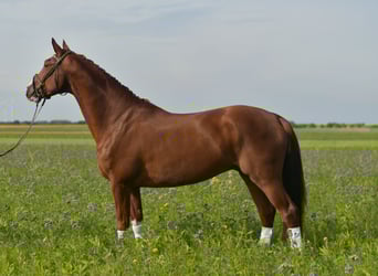 KWPN, Ruin, 6 Jaar, 178 cm, Vos