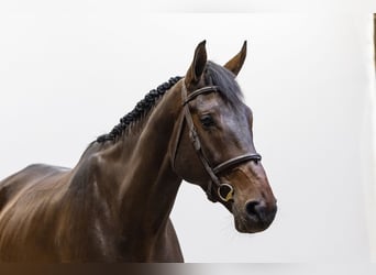 KWPN, Ruin, 6 Jaar, 179 cm, Donkerbruin