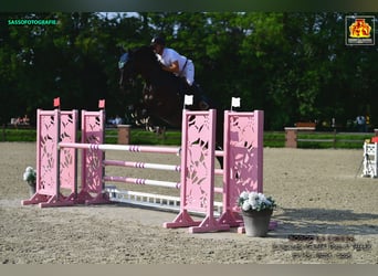 KWPN, Ruin, 6 Jaar, 184 cm, Donkerbruin