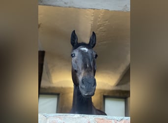 KWPN, Ruin, 6 Jaar, 184 cm, Donkerbruin