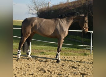 KWPN, Ruin, 6 Jaar, 187 cm, Donkerbruin