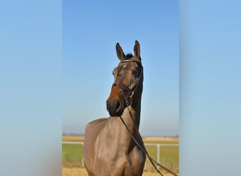 KWPN, Ruin, 6 Jaar, 187 cm, Donkerbruin