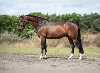 KWPN, Ruin, 6 Jaar